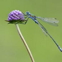 Emerald Damselfly 5 